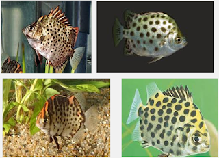 Ini Dia Ikan Hias Ruby Scat yang Cantik Serta Mudah Pemeliharaannya