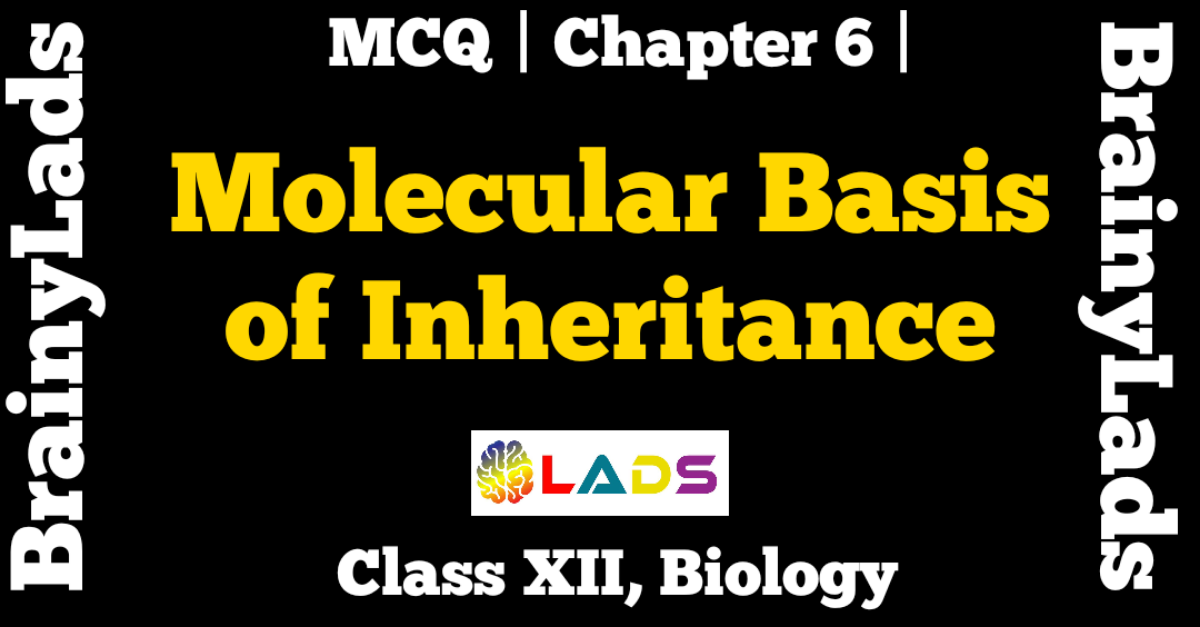 MCQ Of Molecular basis of Inheritance