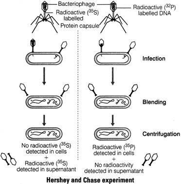 Molecular basis of Inheritance