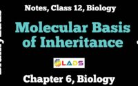 Molecular basis of Inheritance