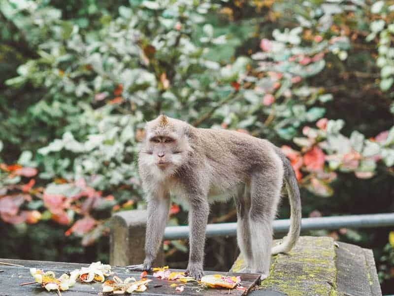 One of the cheeky monkeys we saw at Ubud Monkey Forest during our 2 weeks in Bali