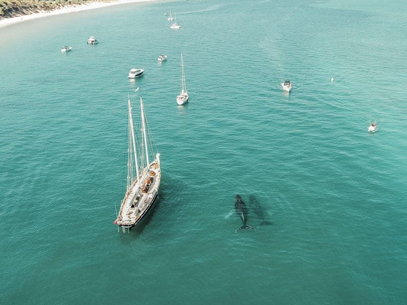 While visiting Brisbane, Australia, be sure to plan a day trip to Moreton Island to visit the amazing Tangalooma Shipwrecks. Go snorkeling or diving, feed dolphins and stay at Tangalooma Island Resort or go camping on the beaches. #Tangalooma #Brisbane #Australia MoretonIsland