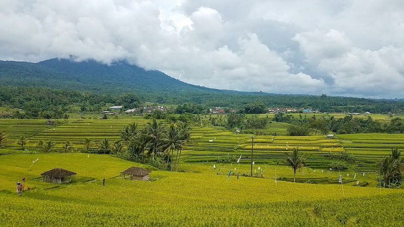 jatiluwih rice terraces in bali - UNESCO site with cloudy forecast