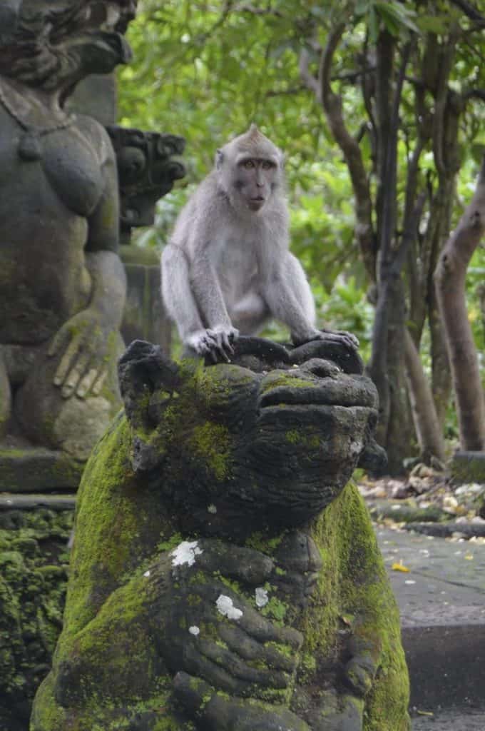 Cheeky monkey sitting on moss covered status at Ubud Monkey forest - best things to do in Bali