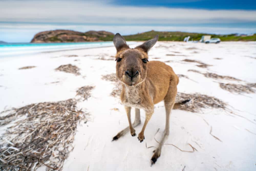 Kangaroo on the beach at Lucky Bay