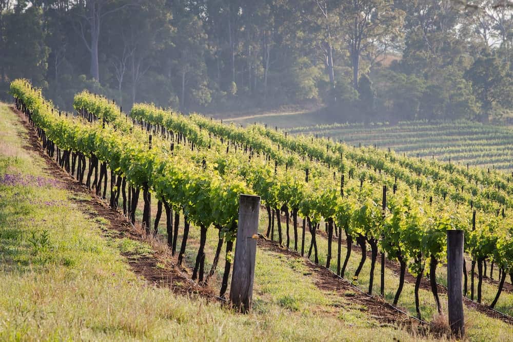 Hunter Valley Winery - Weekend trips from Sydney