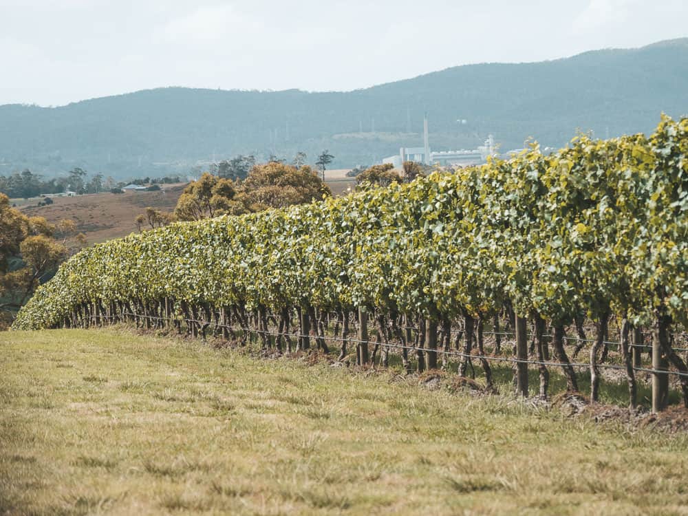 Launceston wineries and vineyards in the Tamar Valley