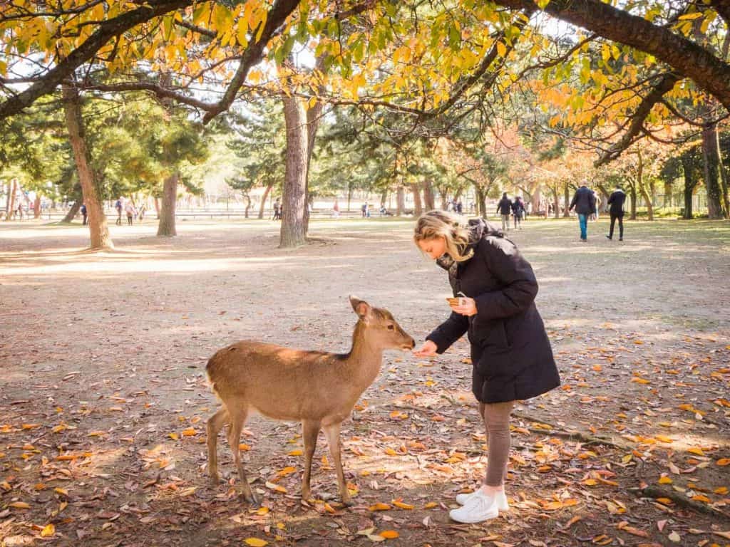 Feeding deer crackers at Nara deer park near Kyoto, Japan