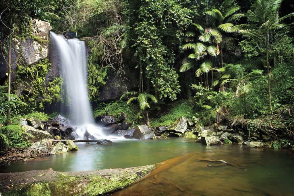 Stunning waterfall at Mount Tamborine surrounded by lush green rainforest