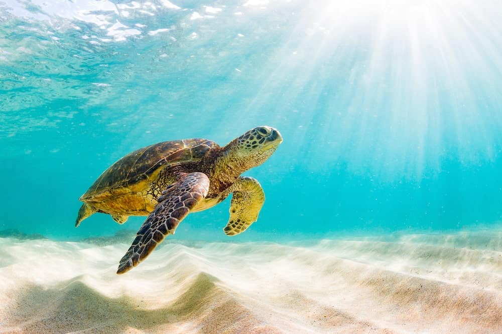 Turtle in Crystal clear waters off Oahu Hawaii