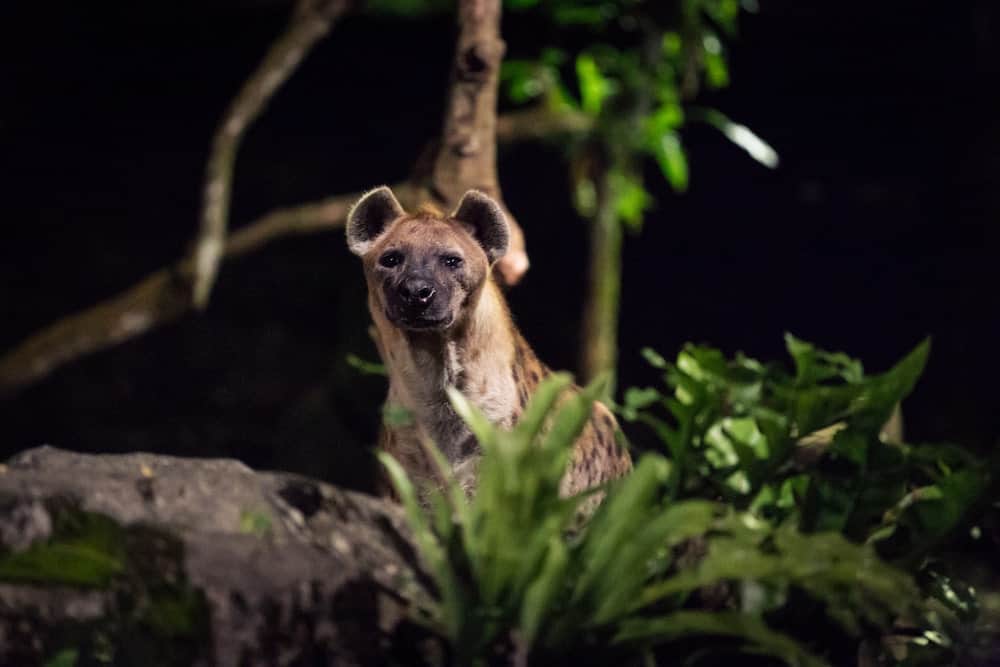 singapore night safari hyena