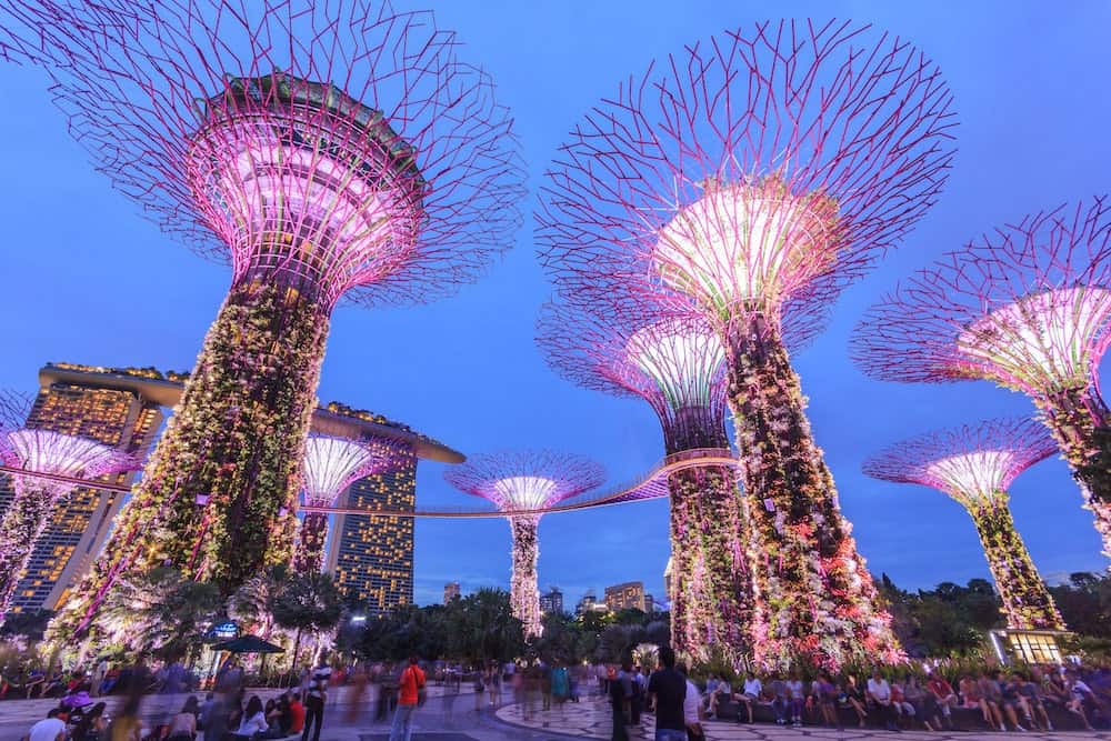 supertree grove lit up at night singapore