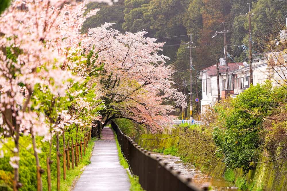 Canopy of Sakura flowers over Philosopher's Path in Kyoto Japan
