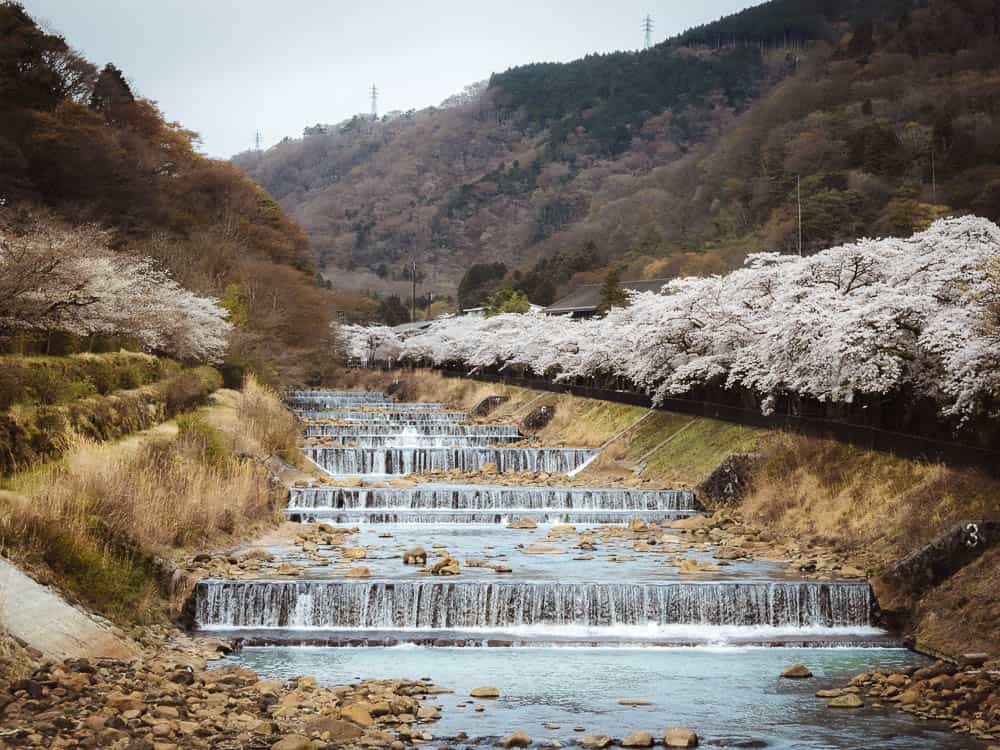 Cherry Blossom trees in Spring line along the Haya River in Gora, Hakone, Japan