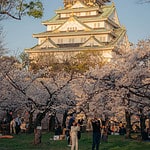 Watching Osaka Castle turn orange at Sunset in Spring while visiting Japan