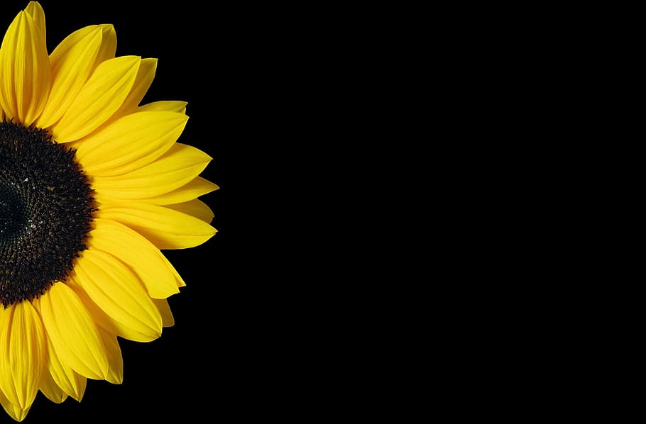 Minimalist Desktop Wallpaper Sunflower