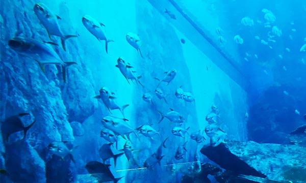 S.E.A.海洋館像壁畫的魚