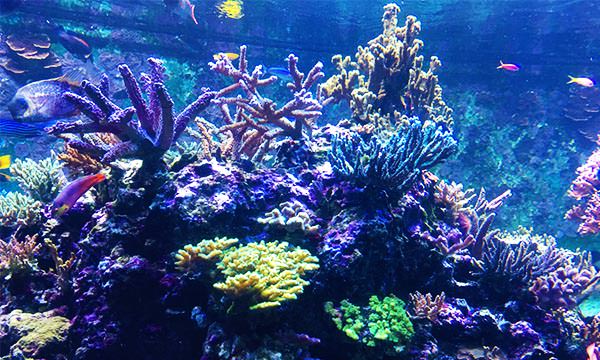 S.E.A.海洋館熱帶珊瑚礁