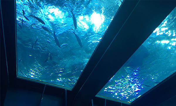 沖繩美麗海水族館一樓