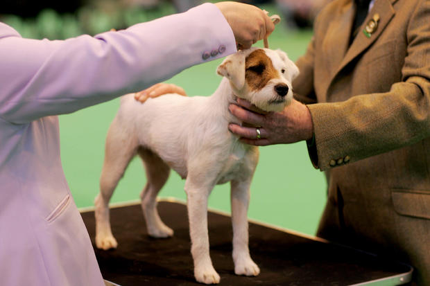 Parson Russell terrier 