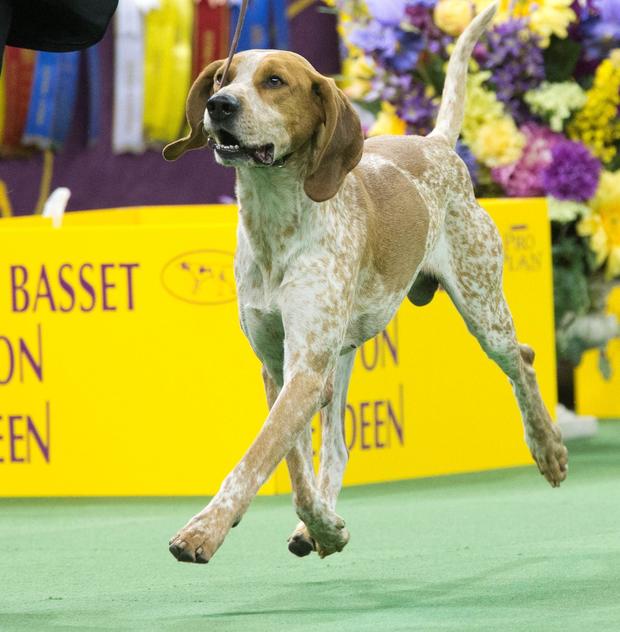 American English coonhound 