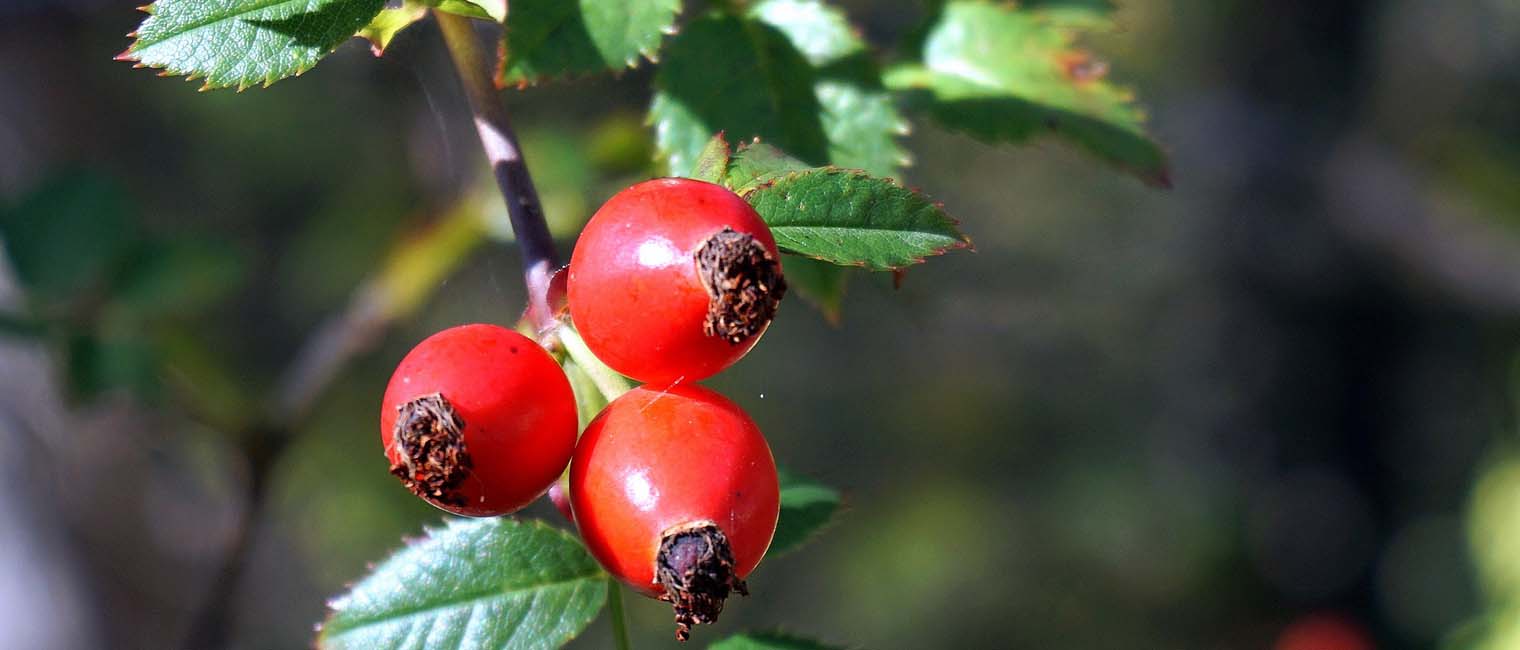 Rosehip is high in antioxidant and it nourishes skin