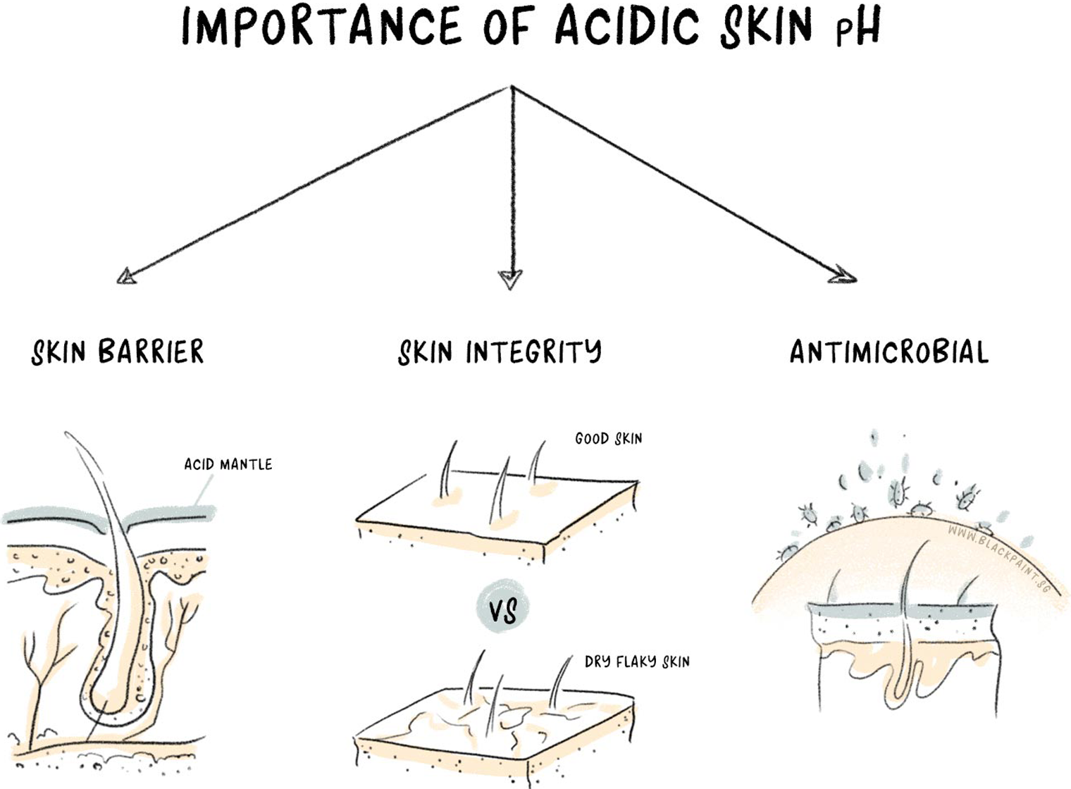 illustraion of importance of acidic skin pH