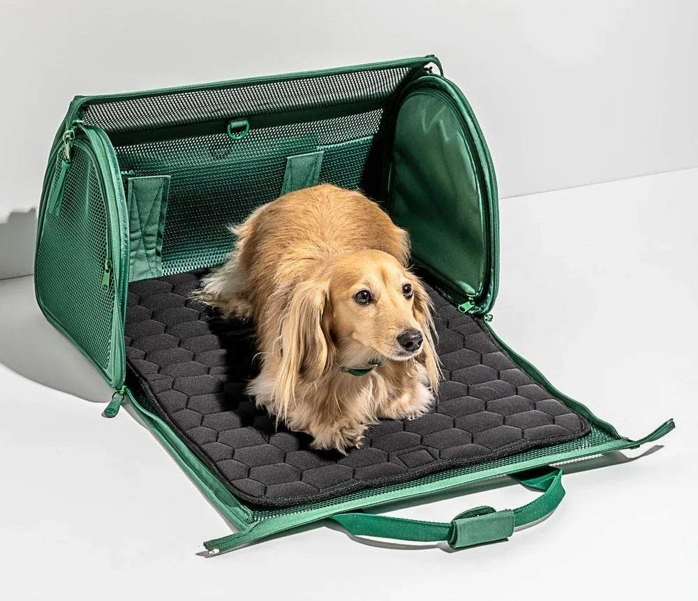 the pet travel beginners guide 5 things you need to buy before you fly