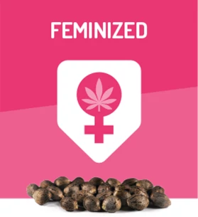 feminized-seeds
