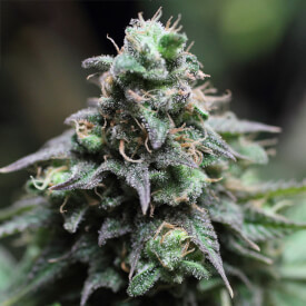 Girl Scout Cookies  Feminized seeds 