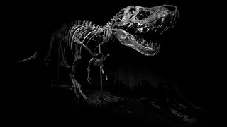 Stan, a Tyrannosaurus rex who lived 67 million years ago in what is now South Dakota, has a new home at the future Natural History Museum Abu Dhabi, set to open in 2025.