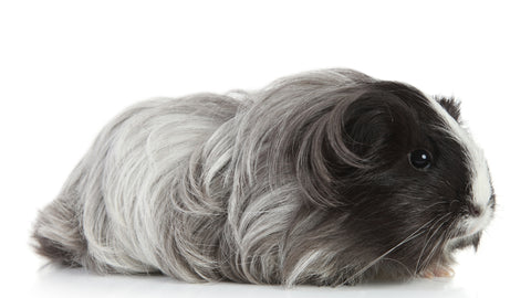 grey guinea pig with long hair on white background