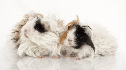 two scruffy long hair guinea pigs 