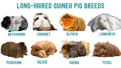 long hair guinea pig breeds