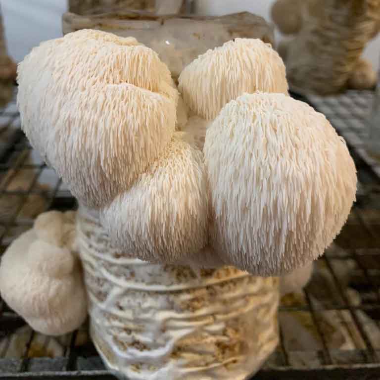 Lions Mane Uk Grown Smithy Mushrooms Exotic Fresh Dried Wild