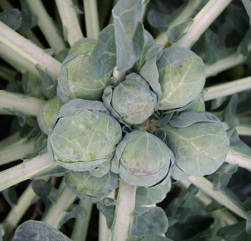 Brussel Sprouts Best Cool Seeds