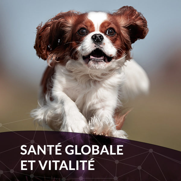 Complements Alimentaires Pour Animaux De Compagnie Baci