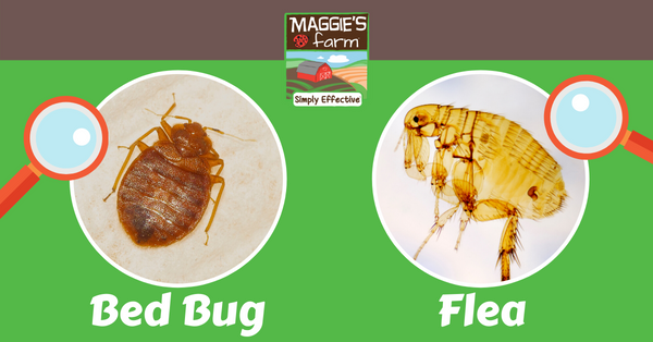 Bed Bugs Vs Fleas Maggie S Farm Ltd