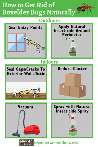 How To Get Rid Of Boxelder Bugs Naturally Maggie S Farm Ltd