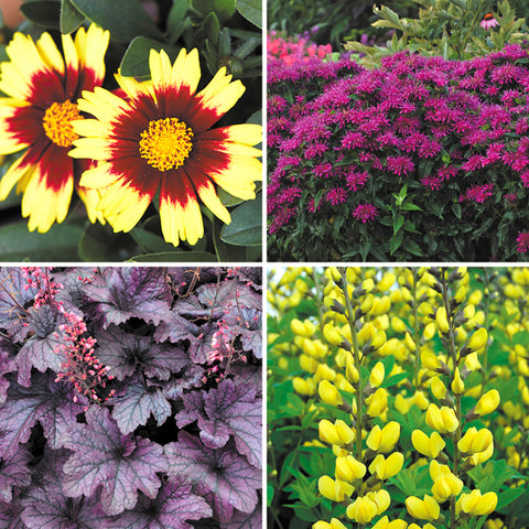 Bright Beautiful Florabox Garden Gate