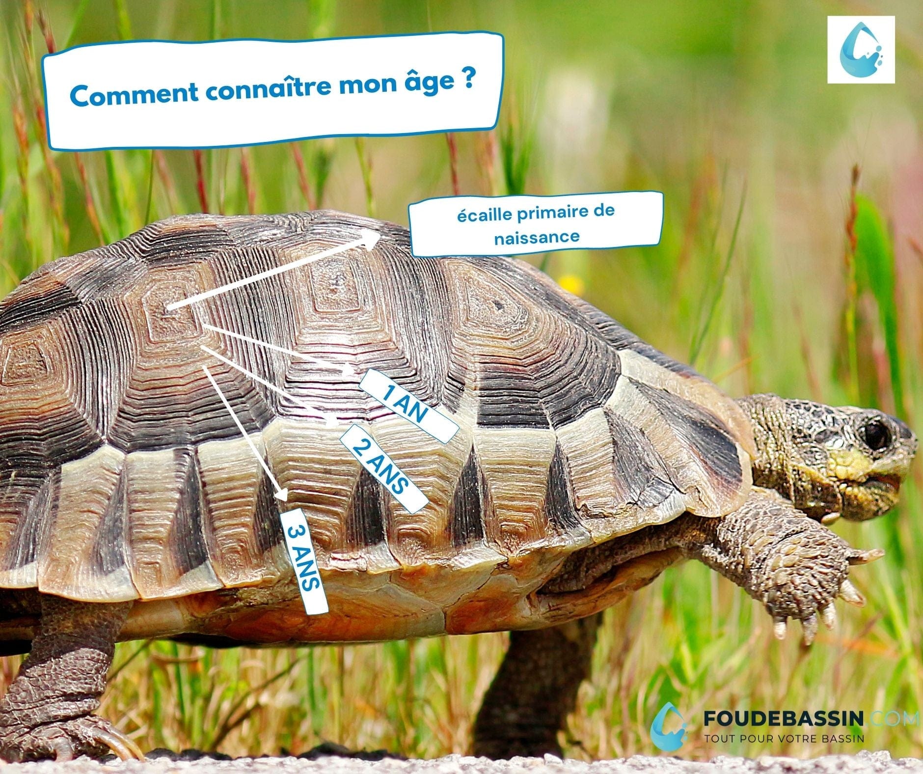 Comment Connaitre Ou Determiner L Age D Une Tortue Foudebassin Com