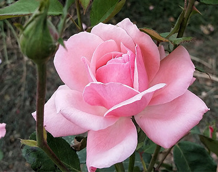 Queen Elizabeth 65 70cm Standard Rose Eureka Plants