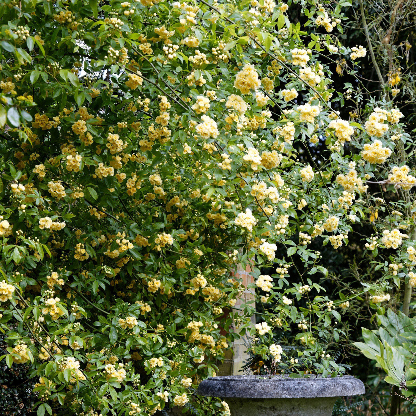 Rosa Banksiae Lady Banks Rose Servescape