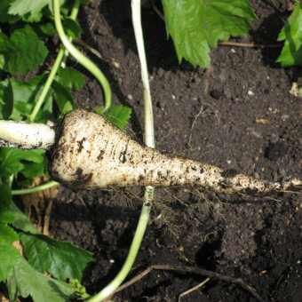 About Parsnips How To Grow Parsnips West Coast Seeds