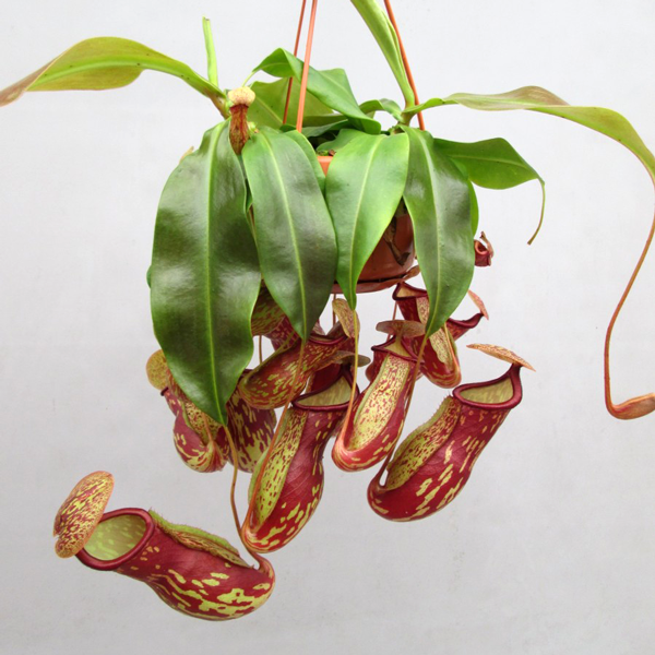 Nepenthes X St Gaya Pitcher Plant Carnivorous Plant Nursery