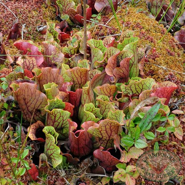 Sarracenia Purpurea Purpurea Seeds