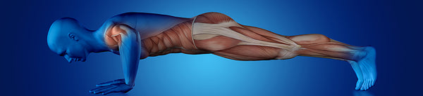 7 Reasons You Should Do Push Ups Every Day G G Fitness Equipment