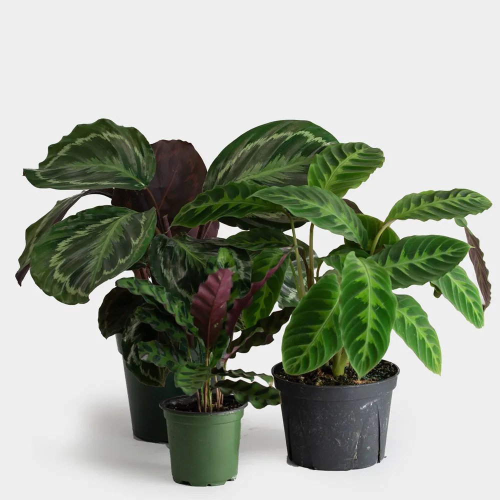 Greenery Unlimited Calathea Care