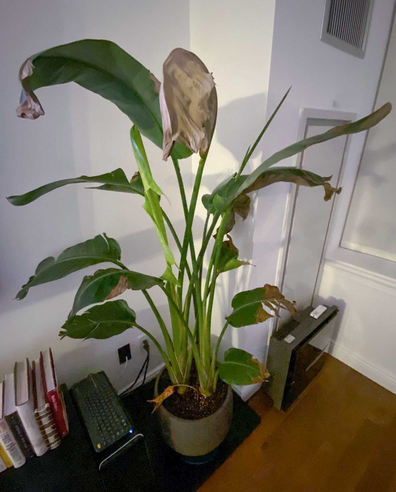 Greenery Unlimited Bird Of Paradise Care