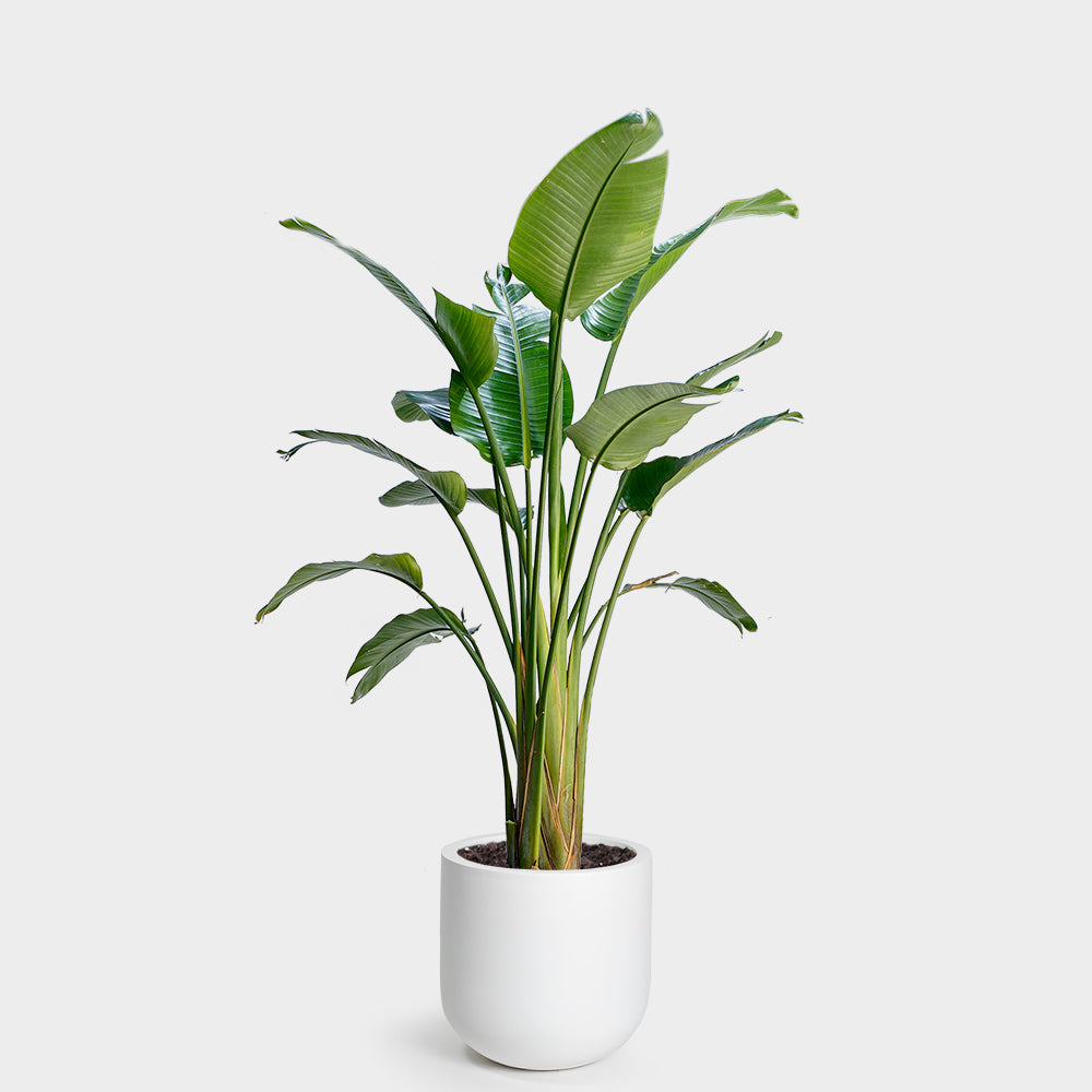 Greenery Unlimited Bird Of Paradise Care